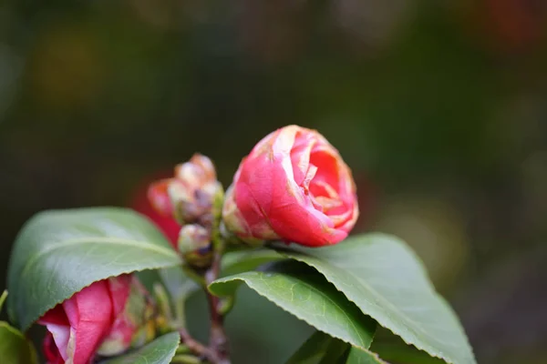detail of camelia flower in a meadow