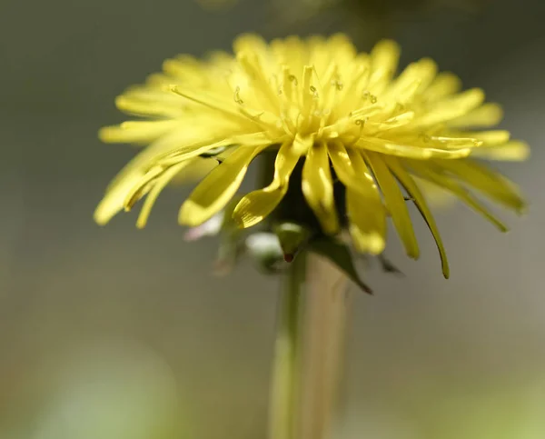 Fiore di dente di leone — Foto Stock