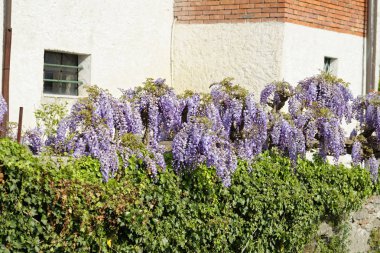 Bir bahçede çiçekli wisteria salkımlar
