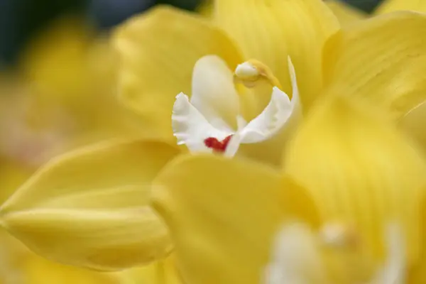 Primo piano di bella orchidea rosa vibrante — Foto Stock