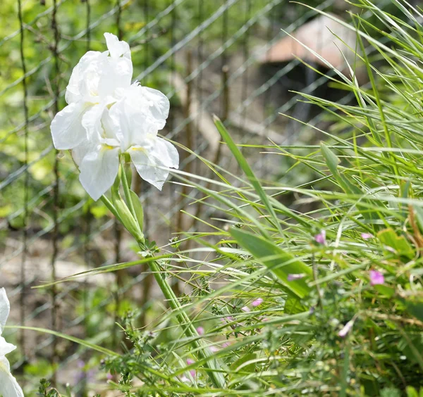 Iris blanc chez un enfant — Photo