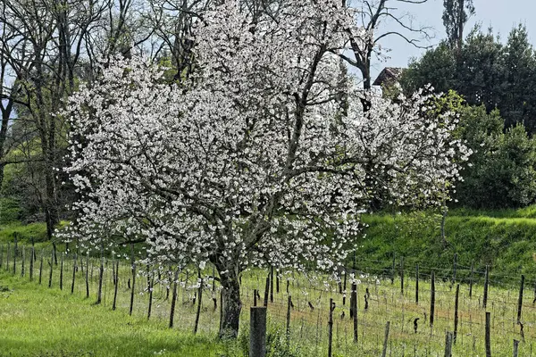 Detal kwiat jabłoni — Zdjęcie stockowe