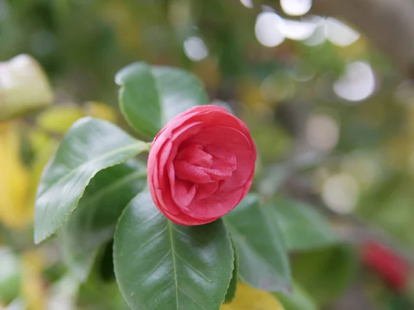 Detalhe de flor de camélia em um prado — Fotografia de Stock