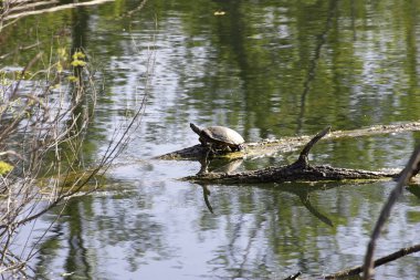 küçük bir gölde turtle