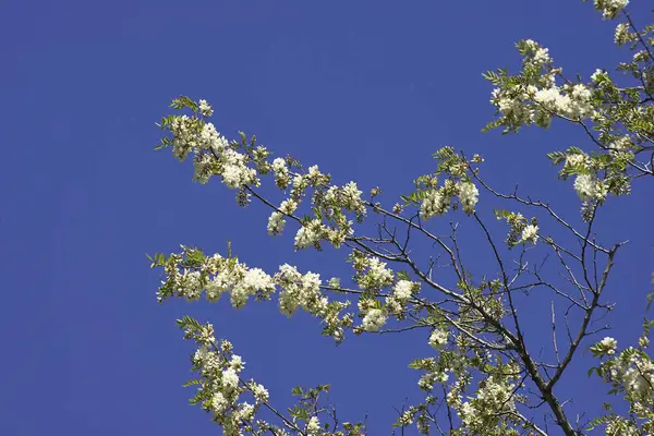 Pflanze mit Akazienblüte — Stockfoto