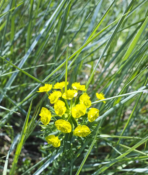 Fiori di eufhorbia — Foto Stock