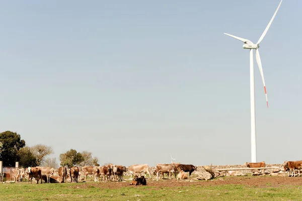 Detalle de una vaca y una central eólica en un prado — Foto de Stock