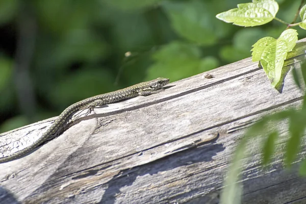 Detalle de un lagarto —  Fotos de Stock