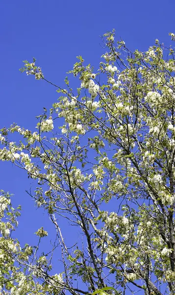 Planta con flor de acacia —  Fotos de Stock