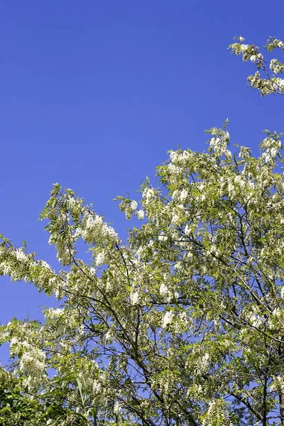 Pflanze mit Akazienblüte — Stockfoto