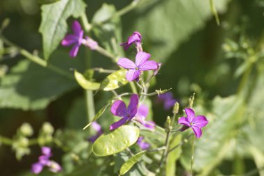 Lunaria'nın çiçek