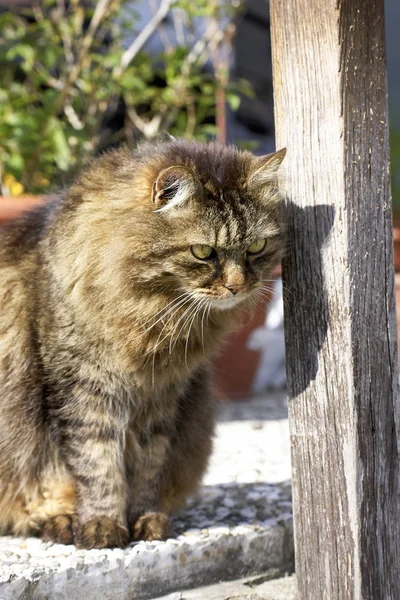 Detalle de gato agradable — Foto de Stock