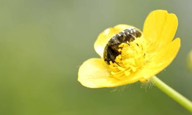 Oxythyrea funesta bir çayırda