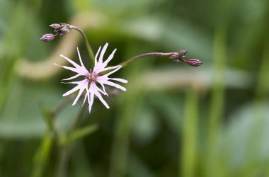 Lychnis flos-cuculi detay