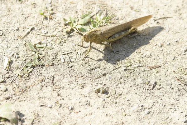 Grasshoper detay — Stok fotoğraf