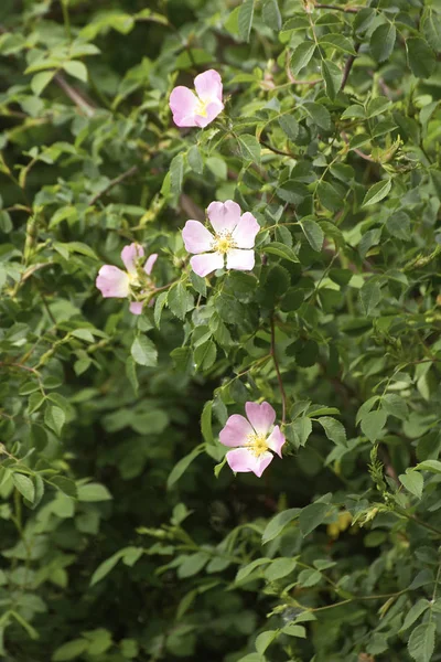 Detalhe de uma rosa selvagem — Fotografia de Stock