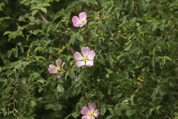 Detalhe de uma rosa selvagem — Fotografia de Stock