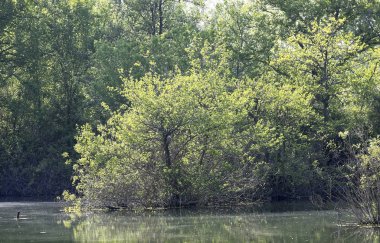 Bozzi saudini küçük bir göl