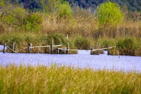 Naturschutzgebiet, Oase Lipu Massaciuccoli, Lucca, Toskana — Stockfoto