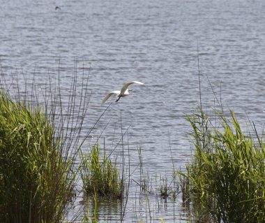 egretta garzetta detay
