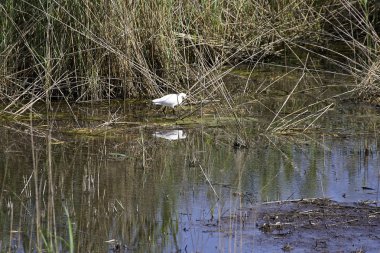 egretta garzetta detay