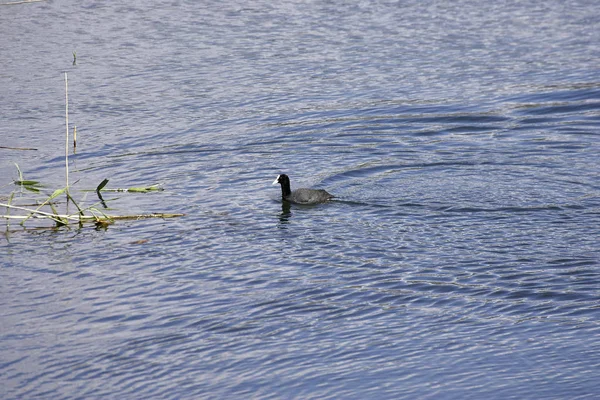 Detalle de Coot eurasiático en el lago — Foto de Stock