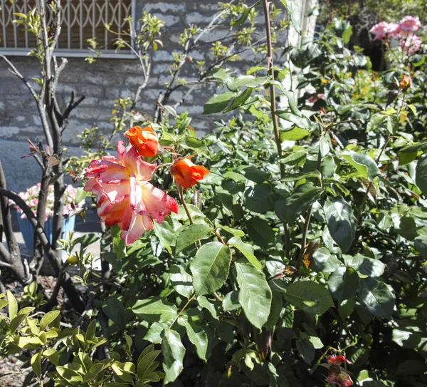 Rose rouge dans un jardin — Photo