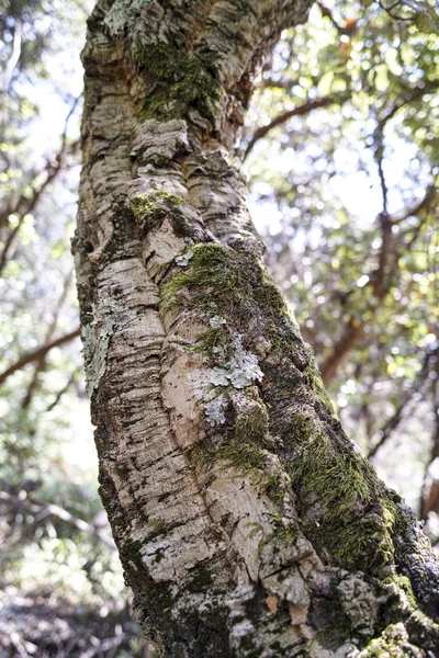 Meditteranean 코르크 나무의 세부 사항 — 스톡 사진