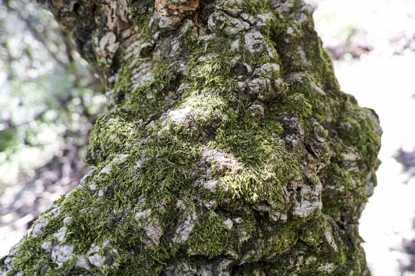 Detail of meditteranean cork tree — Stock Photo, Image