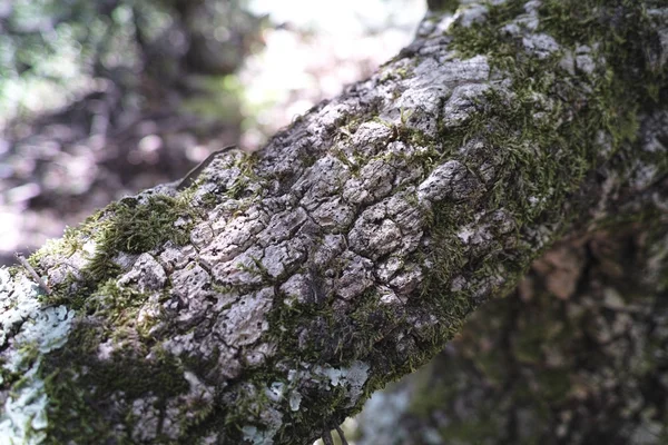 Detail of meditteranean cork tree — Stock Photo, Image