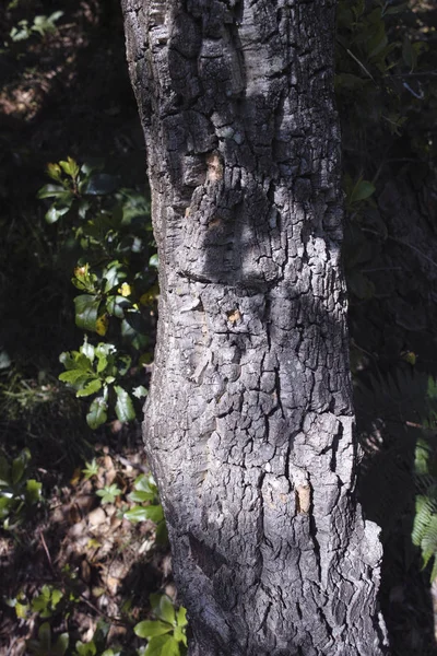 Detail van vlinderen cork boom — Stockfoto