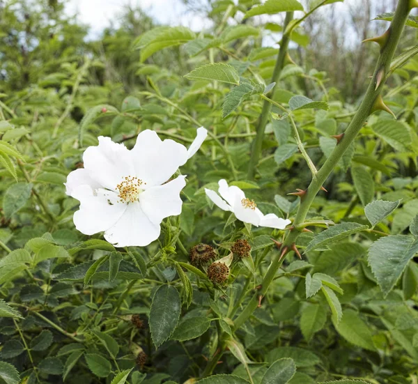 Detalhe de uma rosa selvagem — Fotografia de Stock