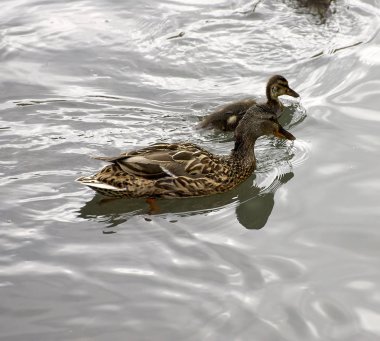Gölde bir yaban ördeği