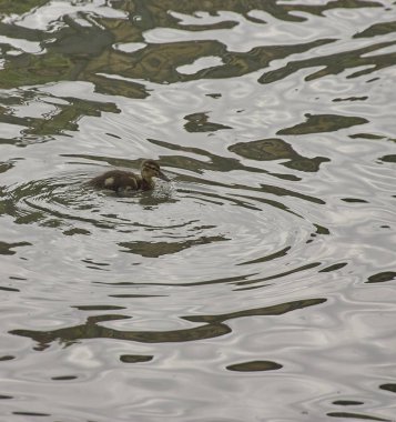 Gölde bir yaban ördeği