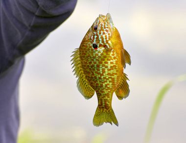 detail of fished Lepomis gibbosus  clipart