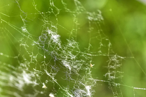 Detalhe da rede de aranha — Fotografia de Stock