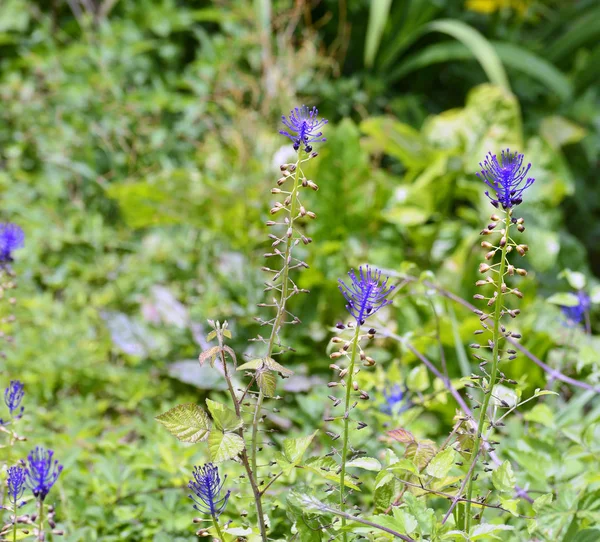 Leopoldia comosa bir çayırda — Stok fotoğraf
