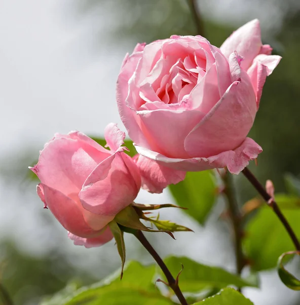 Rosa Rosa em um jardim — Fotografia de Stock