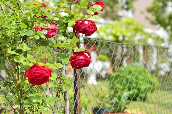 Rose rouge dans un jardin — Photo