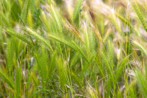 푸른 밀밭 과 화창 한 날 — 스톡 사진