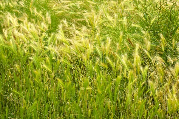 푸른 밀밭 과 화창 한 날 — 스톡 사진