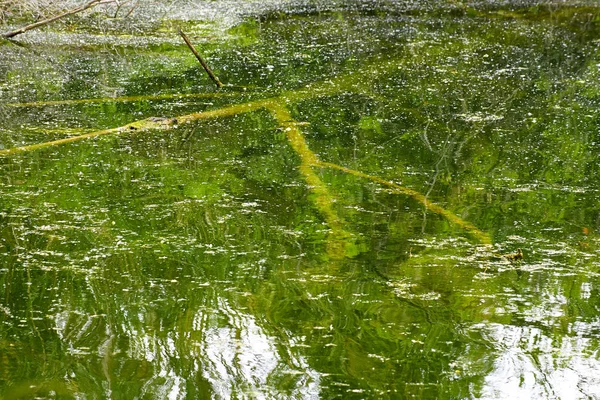 Detail of wetland — Stock Photo, Image