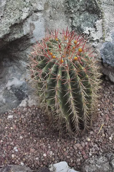 Detail van een succulente installatie — Stockfoto