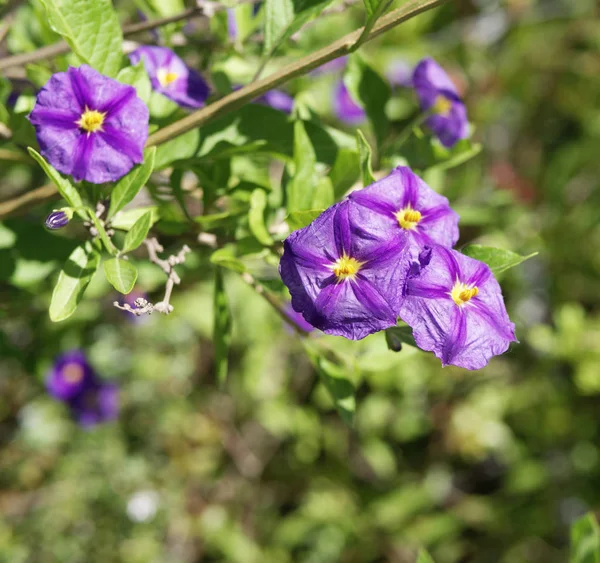 Solanum w ogrodzie — Zdjęcie stockowe