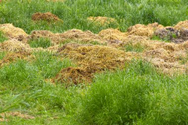bir çayırda gübre 