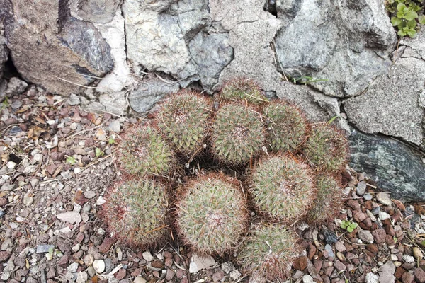 Detail van een succulente installatie — Stockfoto