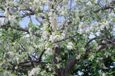 akasya çiçek ile bitki