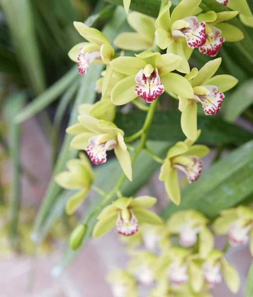 Close-up of beautiful vibrant pink orchid — Stock Photo, Image