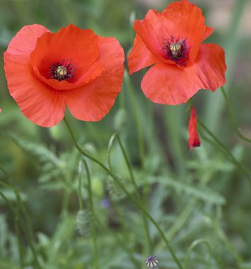 Poppie bir çayırda 