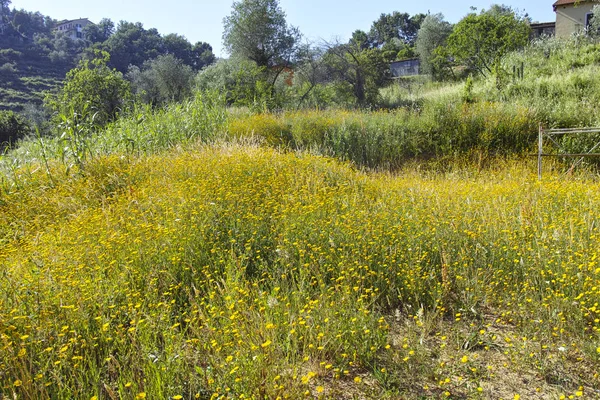 Margarita amarilla en un jardín — Foto de Stock